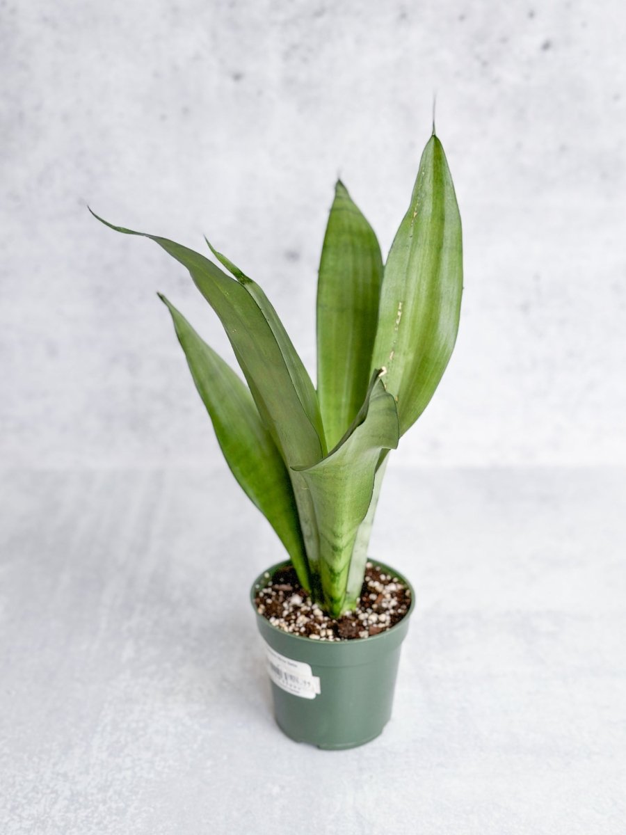 Sansevieria Trifasciata 'Moonshine'
