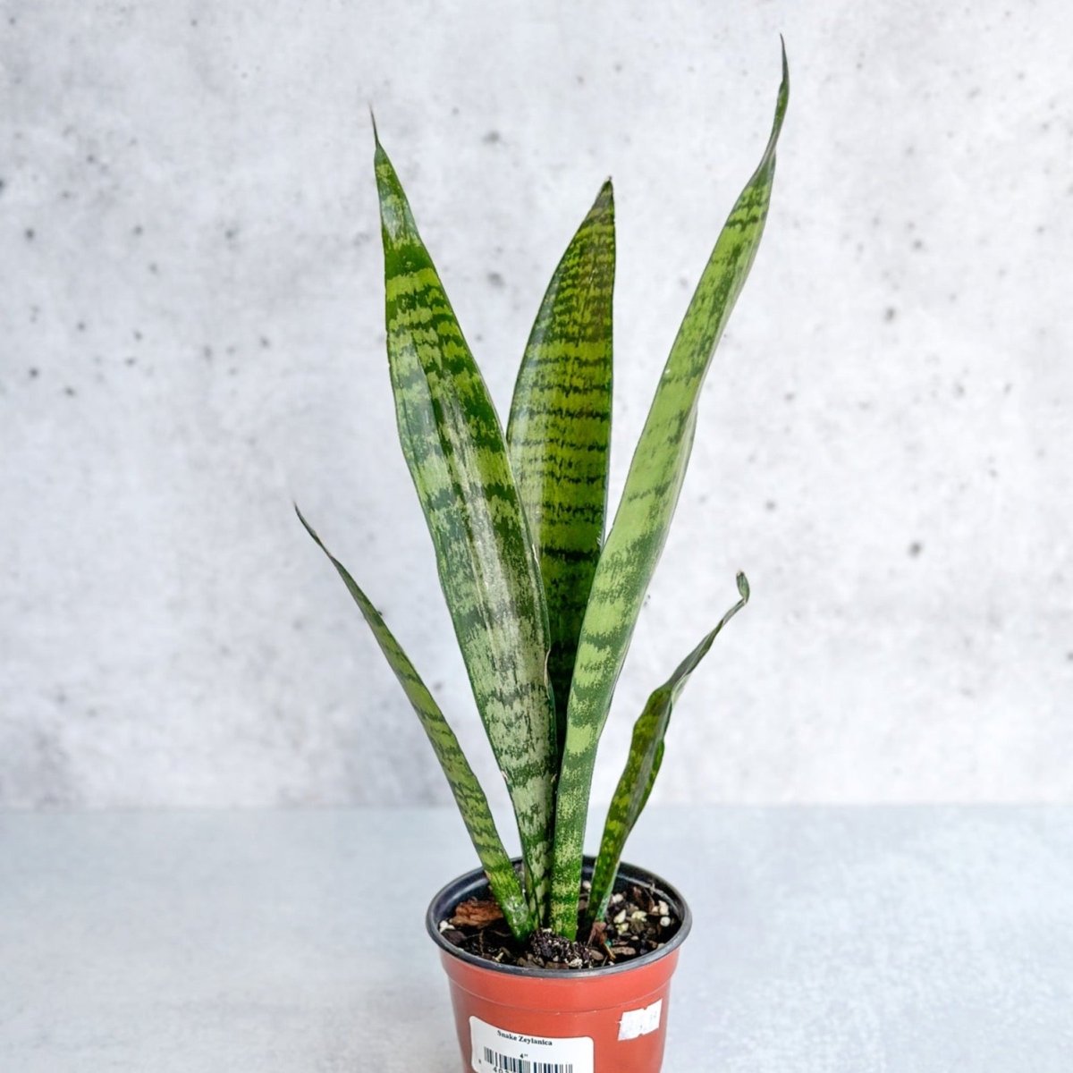 Sansevieria Zeylanica 'Bowstring Hemp' – Snake Plant