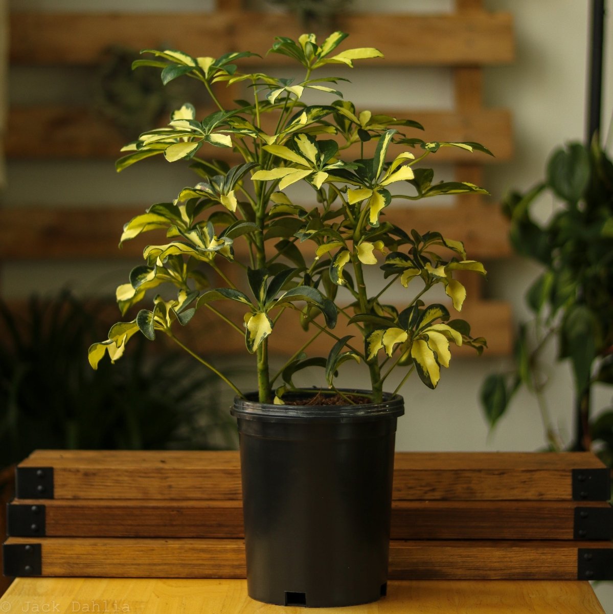 Schefflera Arboricola Trinette 'Dwarf Umbrella Tree' Floor Plant