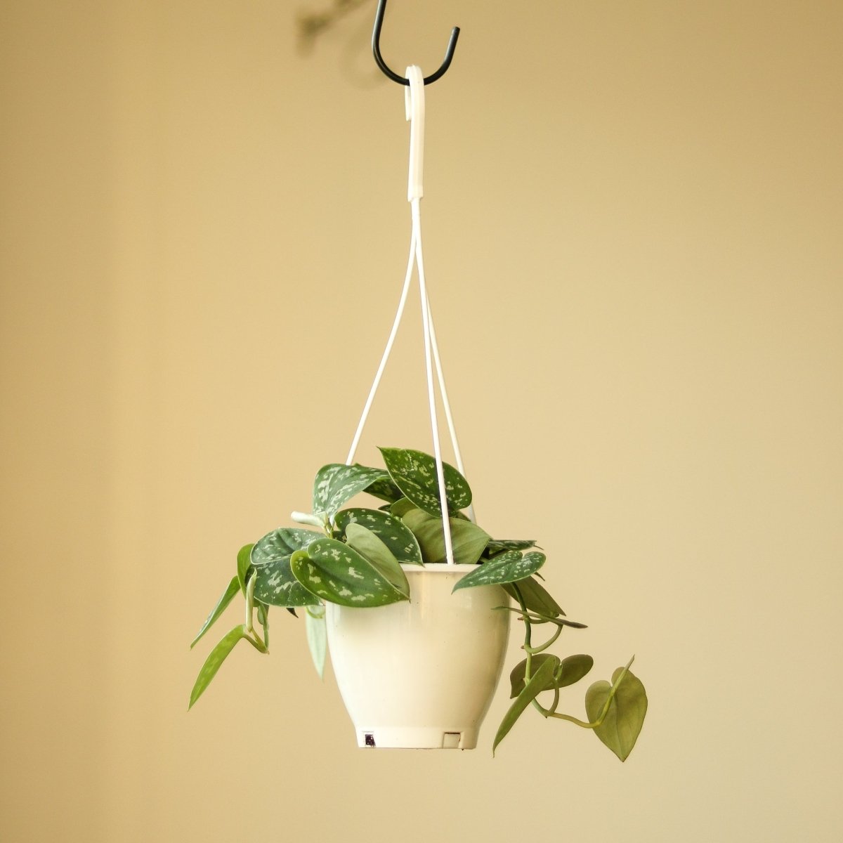 Scindapsus Pictus Argyraeus 'Satin Pothos' Hanging Basket