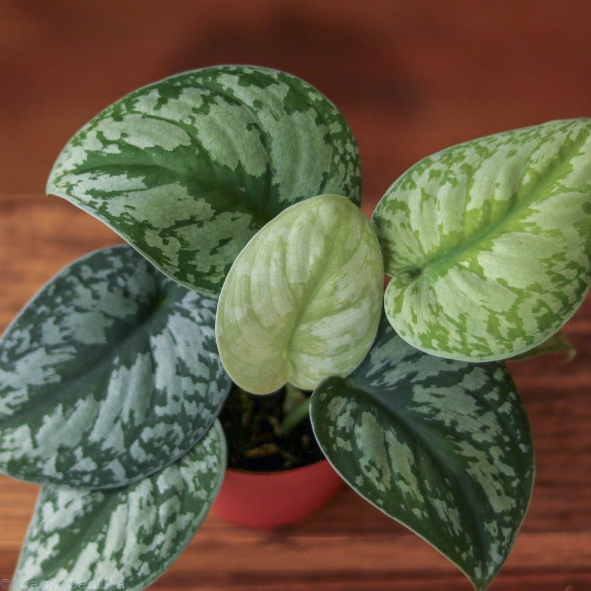 Scindapsus Pictus ‘Exotica’