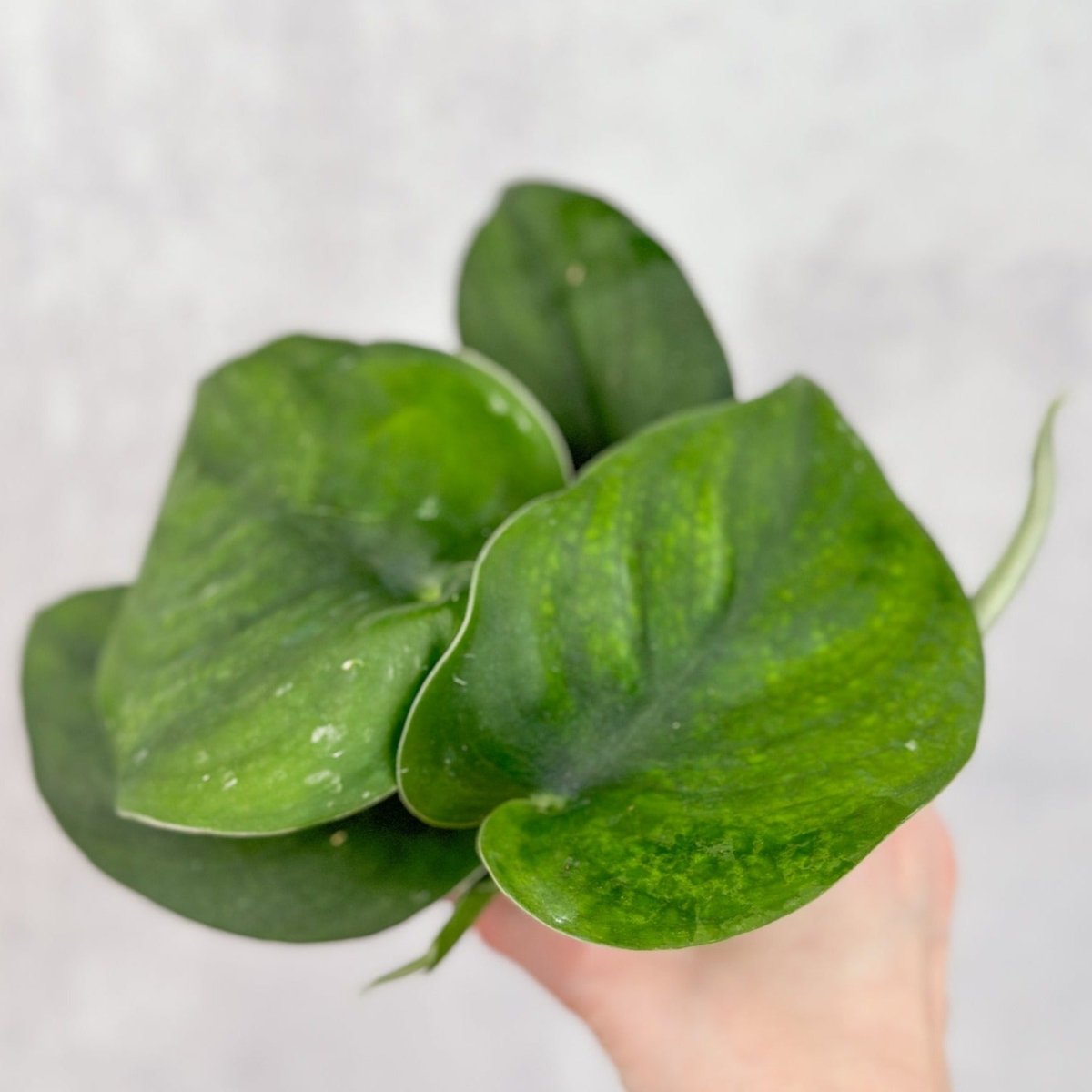 Scindapsus Pictus ‘Jade’ - Green Scindapsus