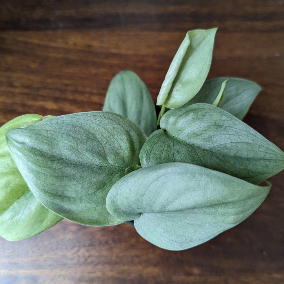 Scindapsus Pictus 'Silver Hero'