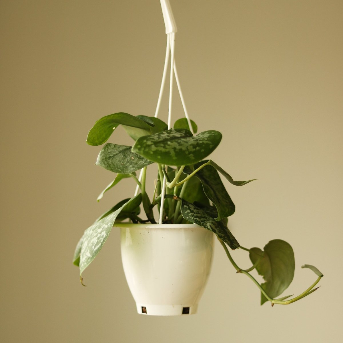 Scindapsus Pictus 'Silver Splash' Hanging Basket