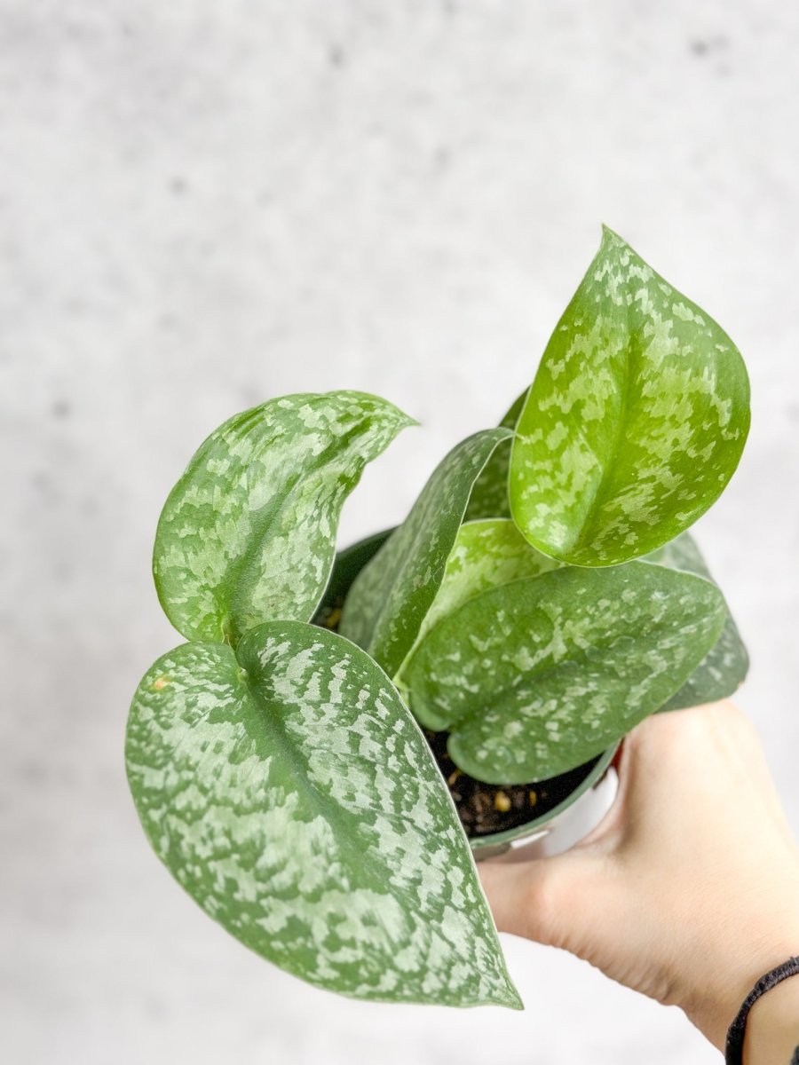 Scindapsus Pictus 'Silver Splash'