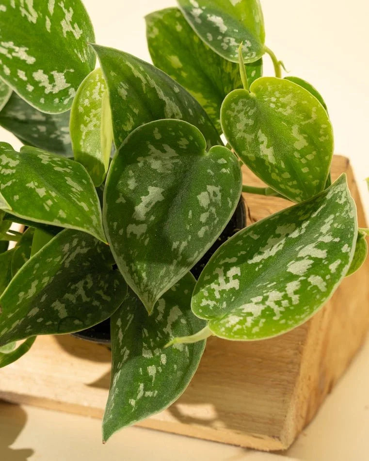 Scindapsus Pictus ‘Silvery Anne’ - Silver Pothos
