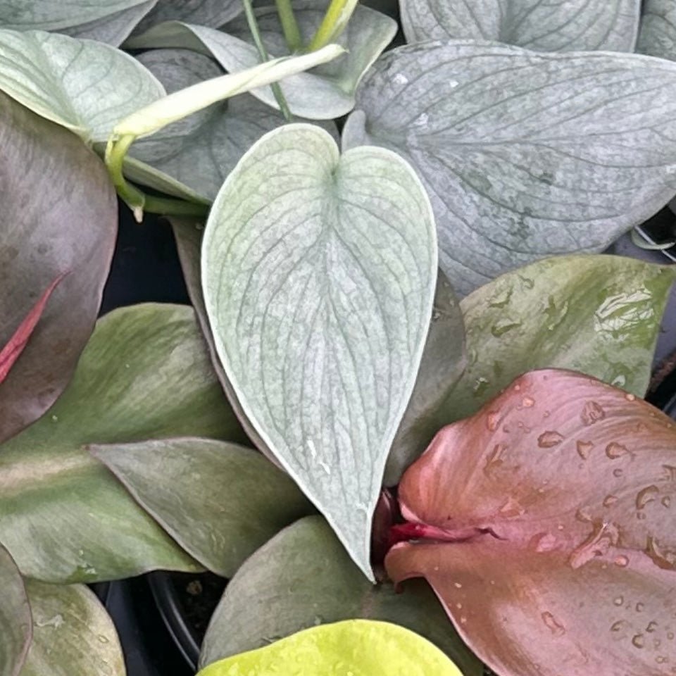 Scindapsus Sooo™ Silver Hanging Basket