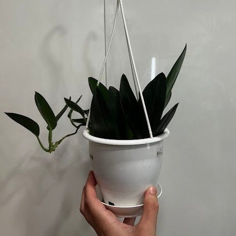 Scindapsus Treubii 'Dark Form' - Various Sizes