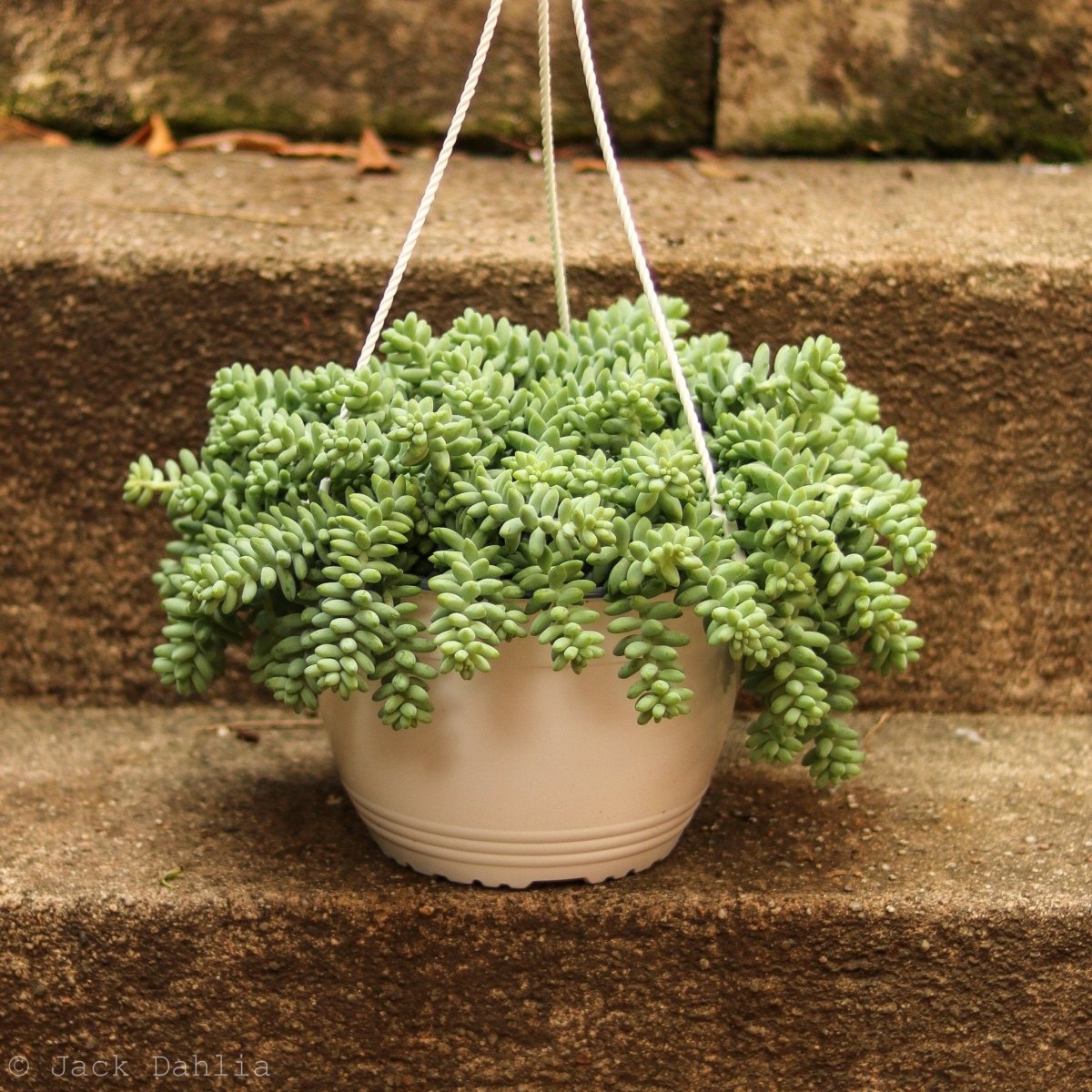 Sedum Morganianum - Burro’s Tail Cactus Hanging Basket