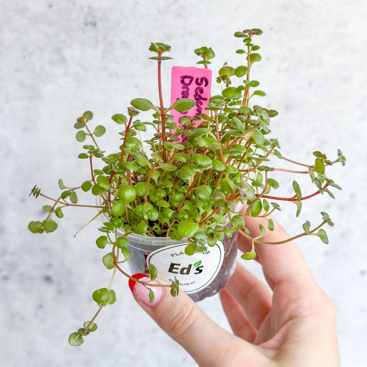 Sedum Spuricum - Dragons Blood Sedum