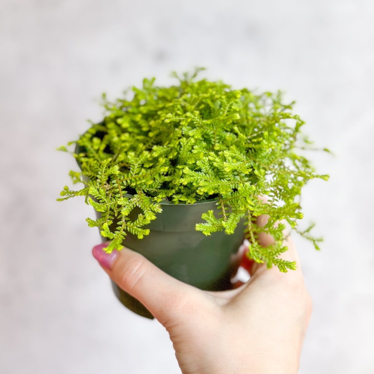 Golden Clubmoss (Selaginella Kraussiana ‘Aurea’)