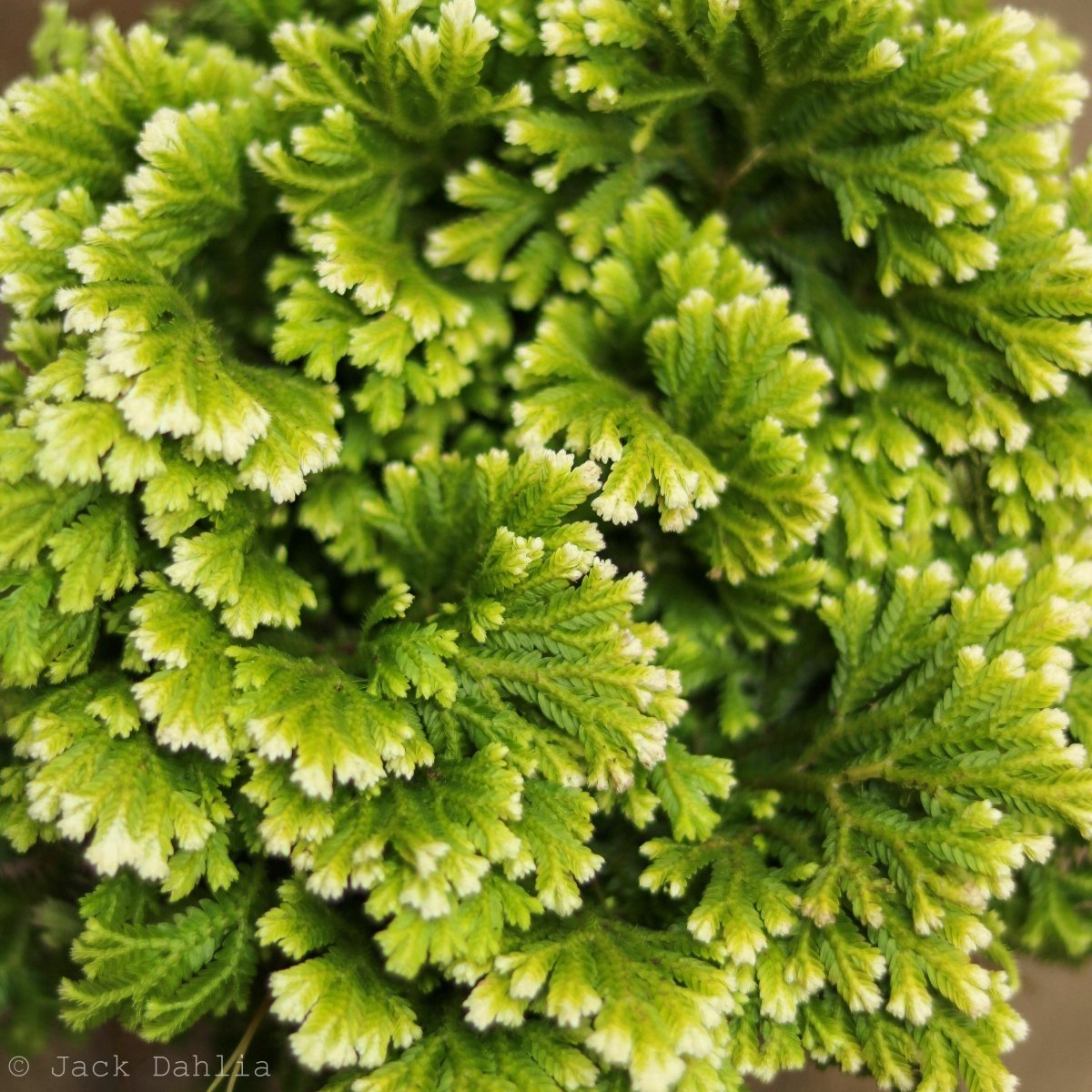 Selaginella Kraussiana 'Frosty Fern'