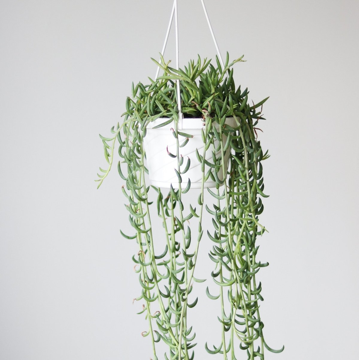 Senecio Radicans Glauca 'String Of Fish Hooks'