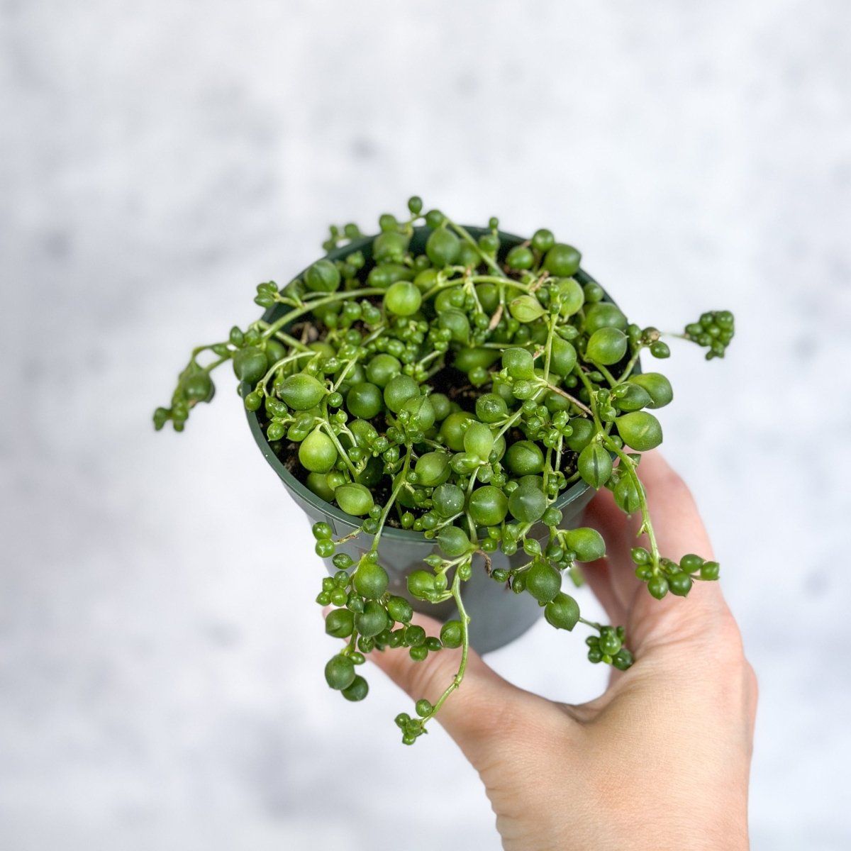 Senecio Rowleyanus 'String Of Pearls'