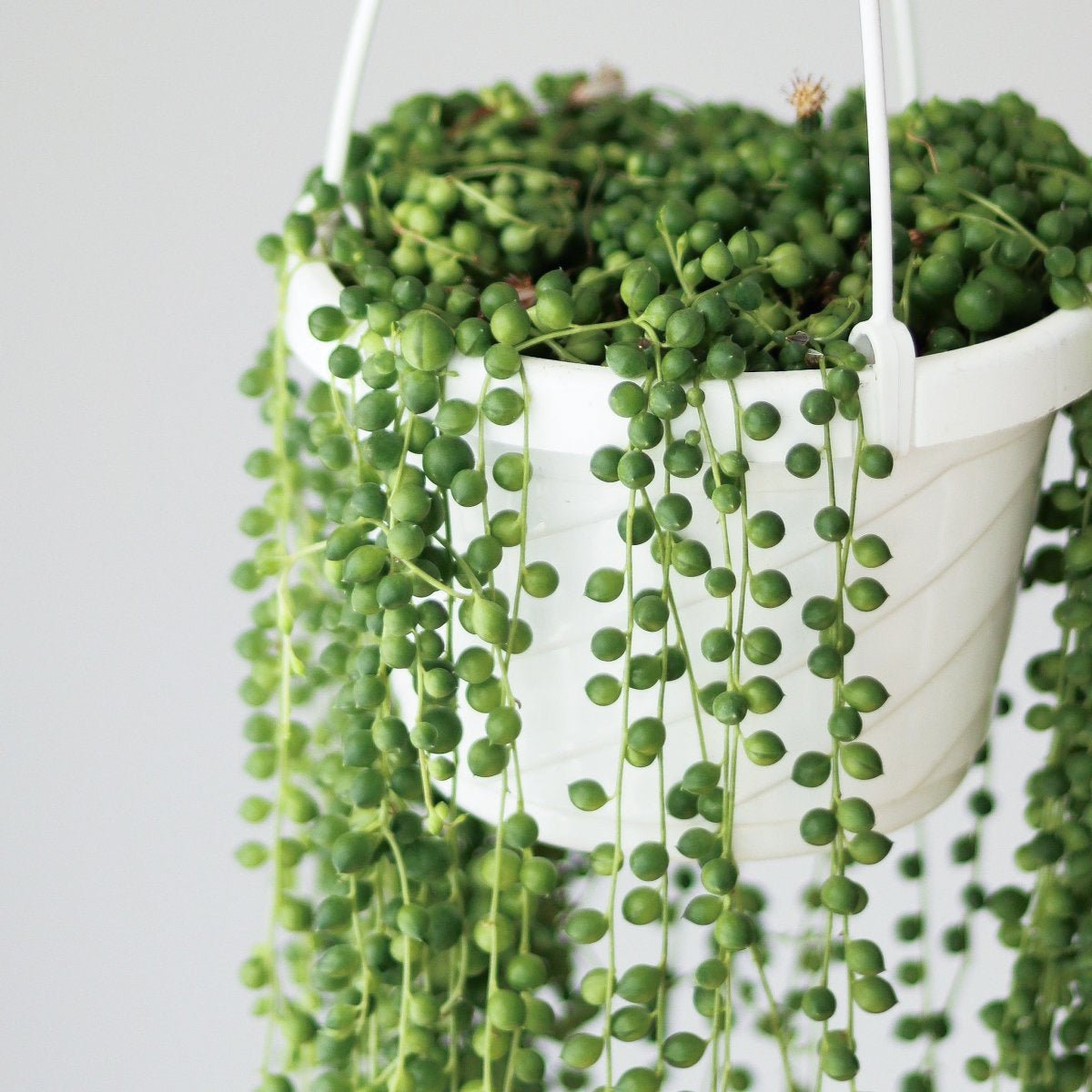 Senecio Rowleyanus 'String Of Pearls' - Hanging Basket