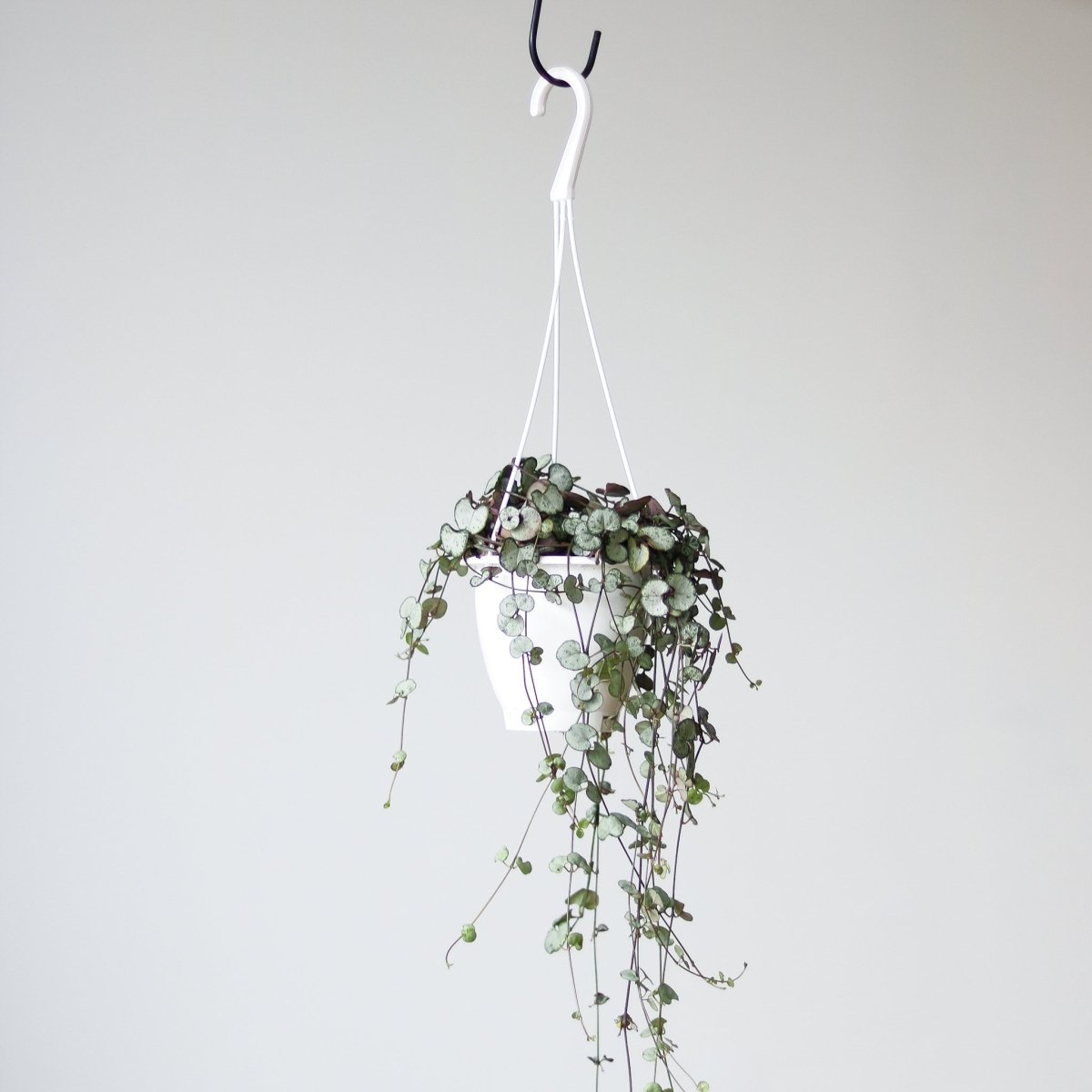 Silver Glory String Of Hearts - Ceropegia Linearis Woodii