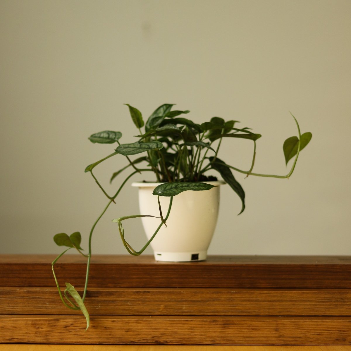 Monstera Siltepecana - Silverleaf Monstera Hanging Basket