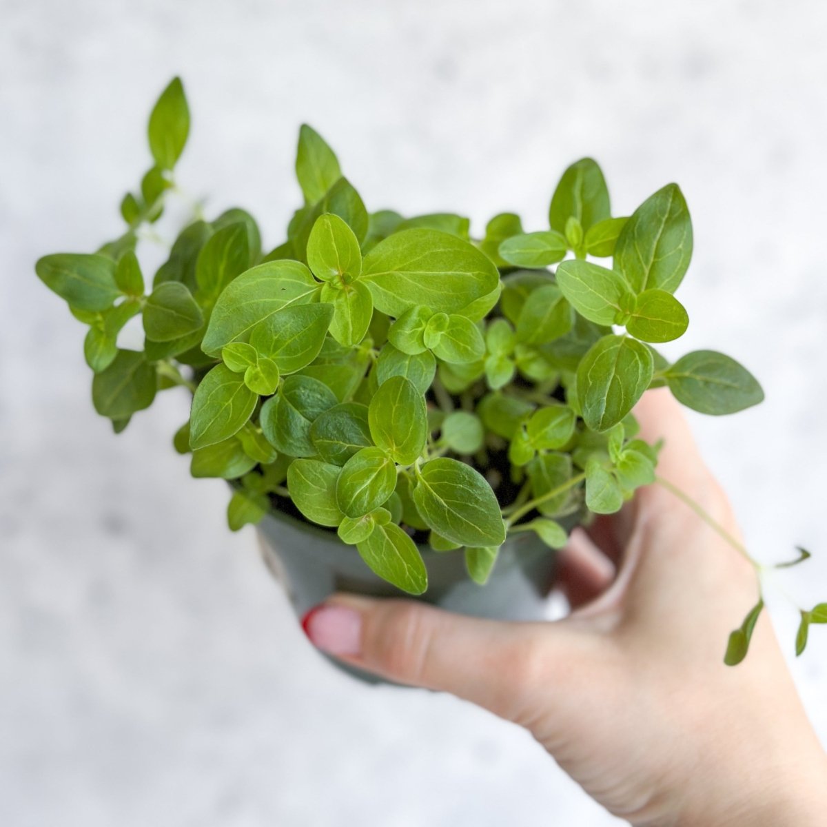 Snapdragon - Maximum Mix Snapdragon - NYC Local Pickup & Delivery Only
