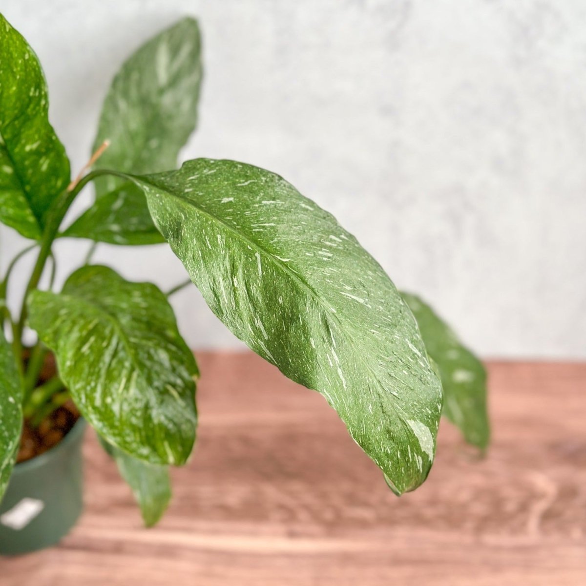Spathiphyllum 'Domino' - Variegated Peace Lily