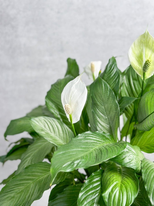 Spathiphyllum 'Peace Lilly' Floor Plant