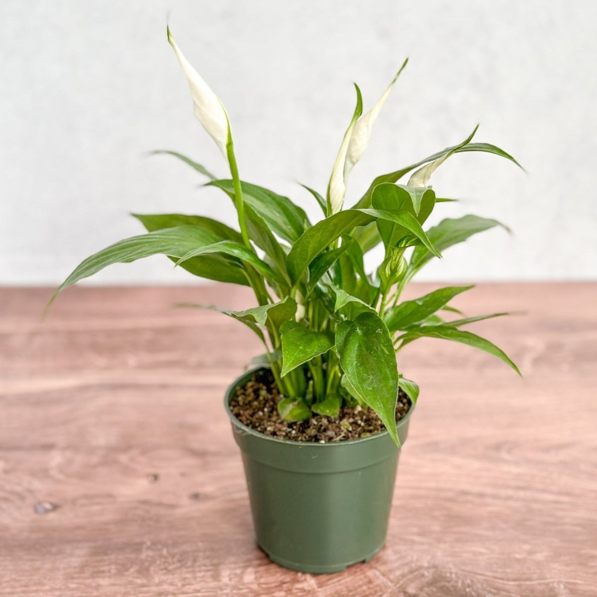 Spathiphyllum 'Peace Lilly' Floor Plant