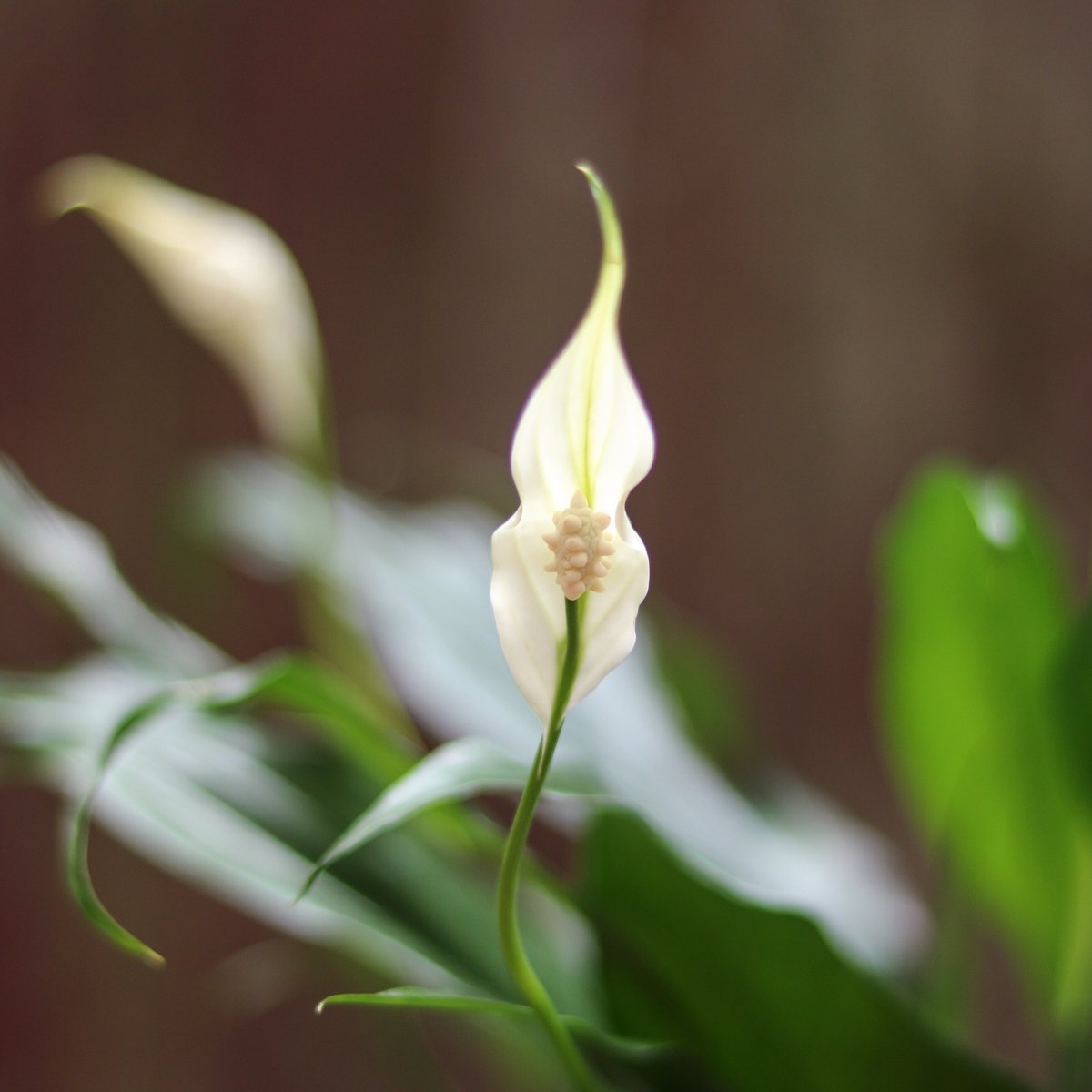 Spathiphyllum 'Peace Lily'