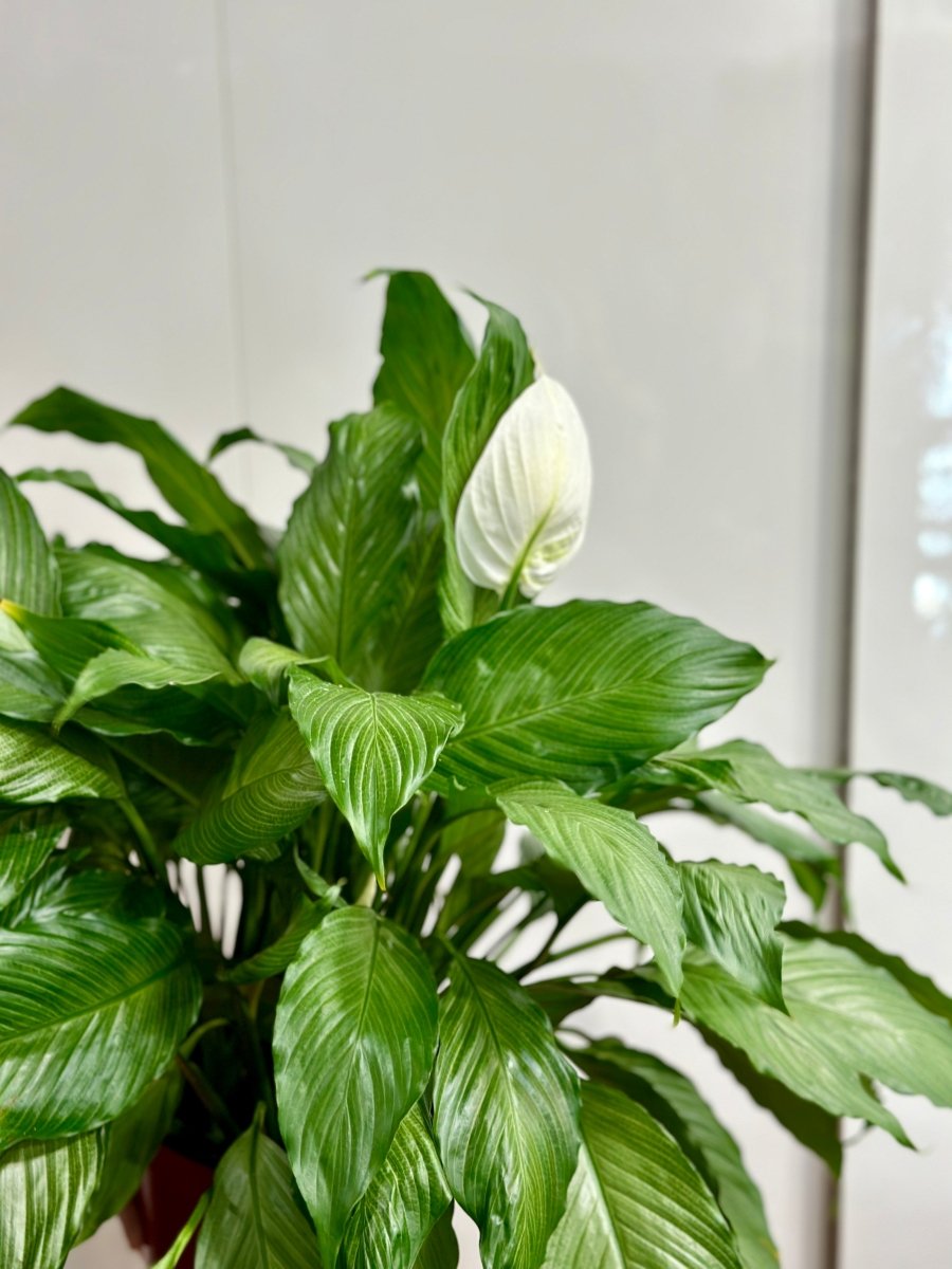 Spathiphyllum 'Platinum Mist' - Dappled Leaf Peace Lily