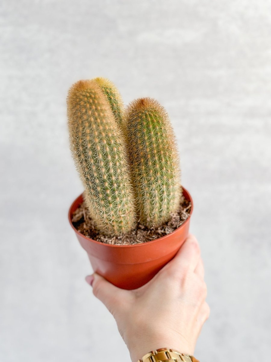 Cactaceae Spiky Tail Cactus