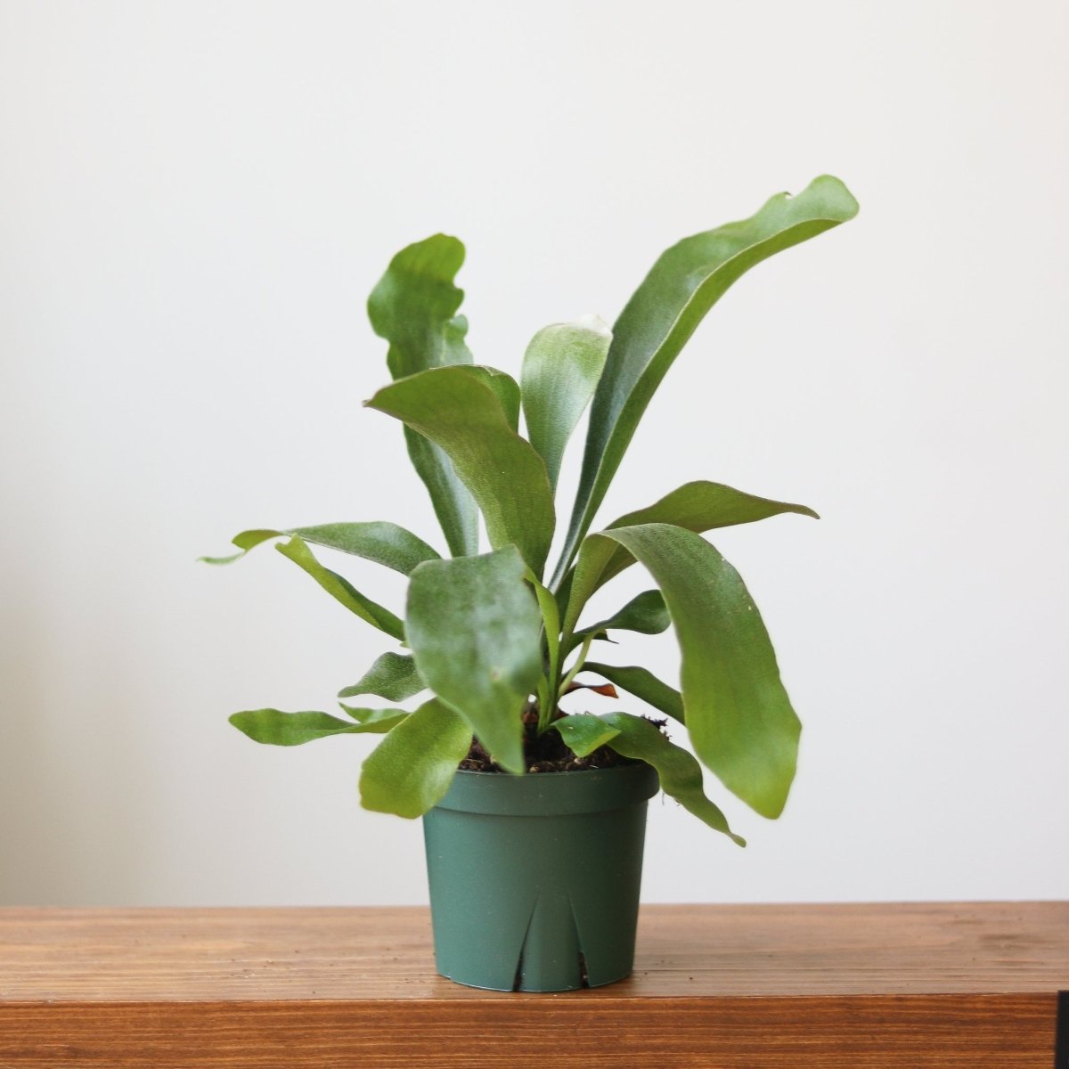 Staghorn Fern - Platycerium Bifurcatum