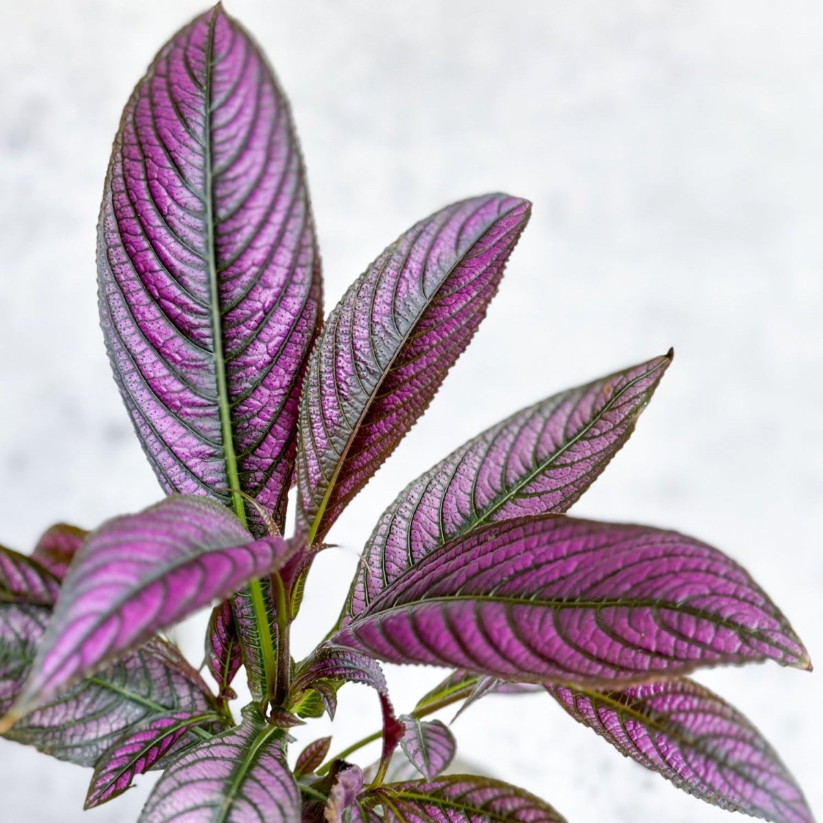 Strobilanthes Dyerianus - Persian Shield