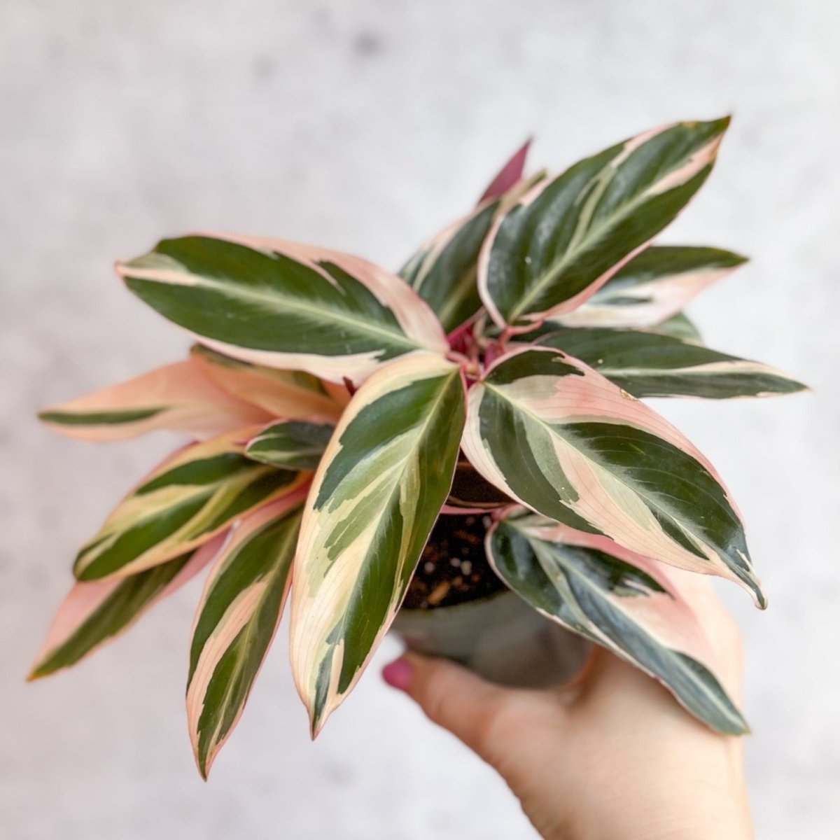 Stromanthe Sanguinea Triostar - Tri-Color Prayer Plant