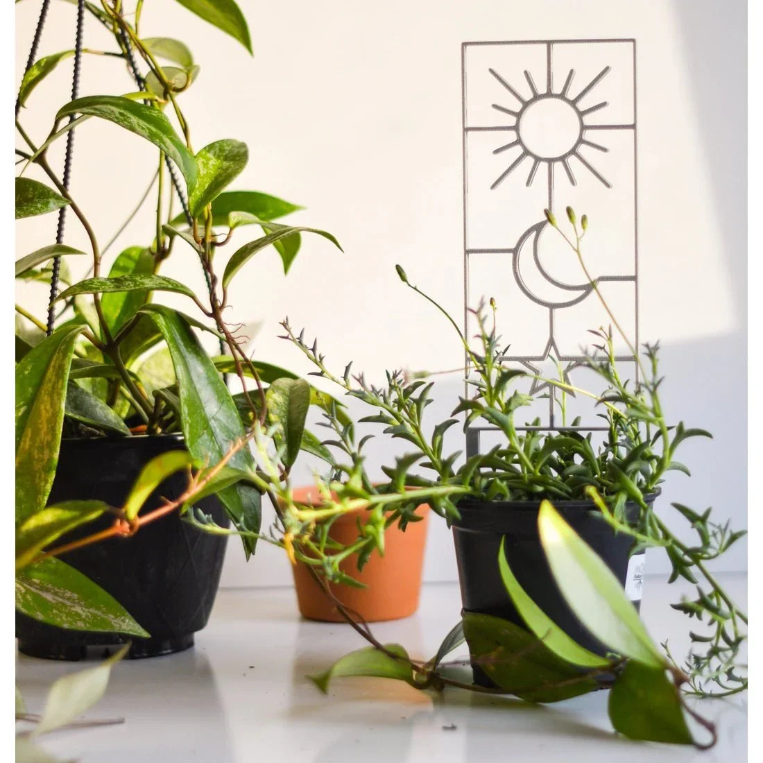 Sun, Moon & Star Houseplant Trellis
