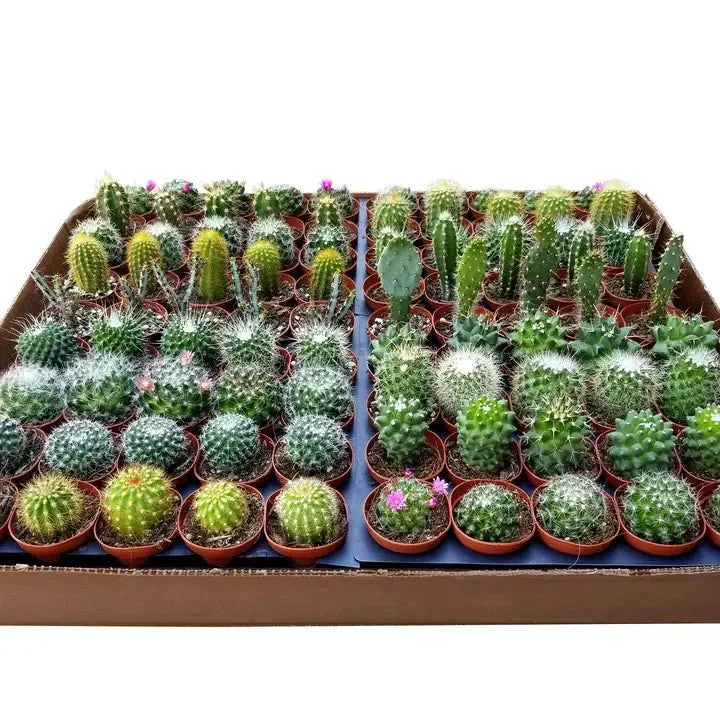 Surprise Cactus & Succulent Variety Pack