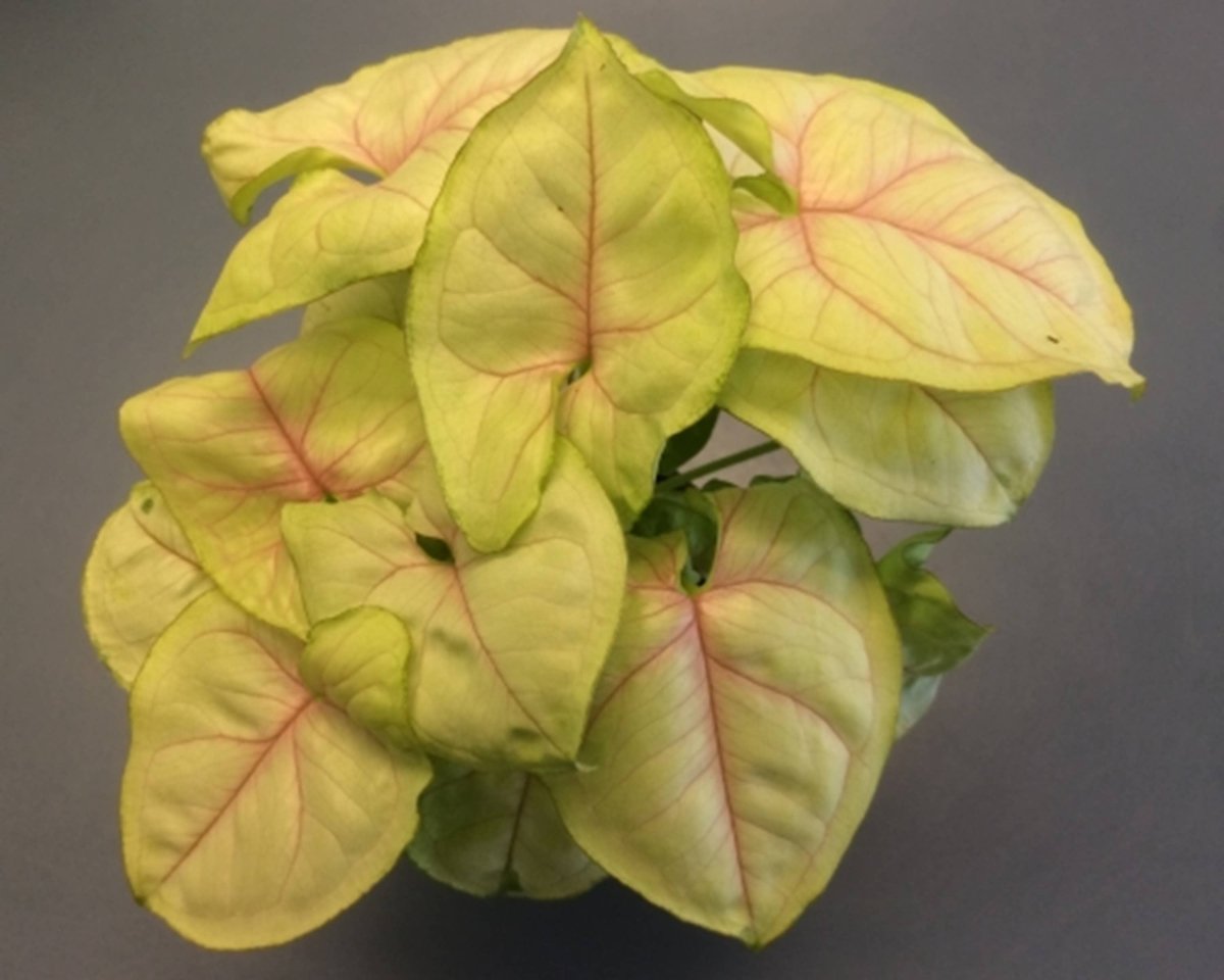 Syngonium ‘Chiffon Allusion’ — Soft Chartreuse Leaves With Pink Veins