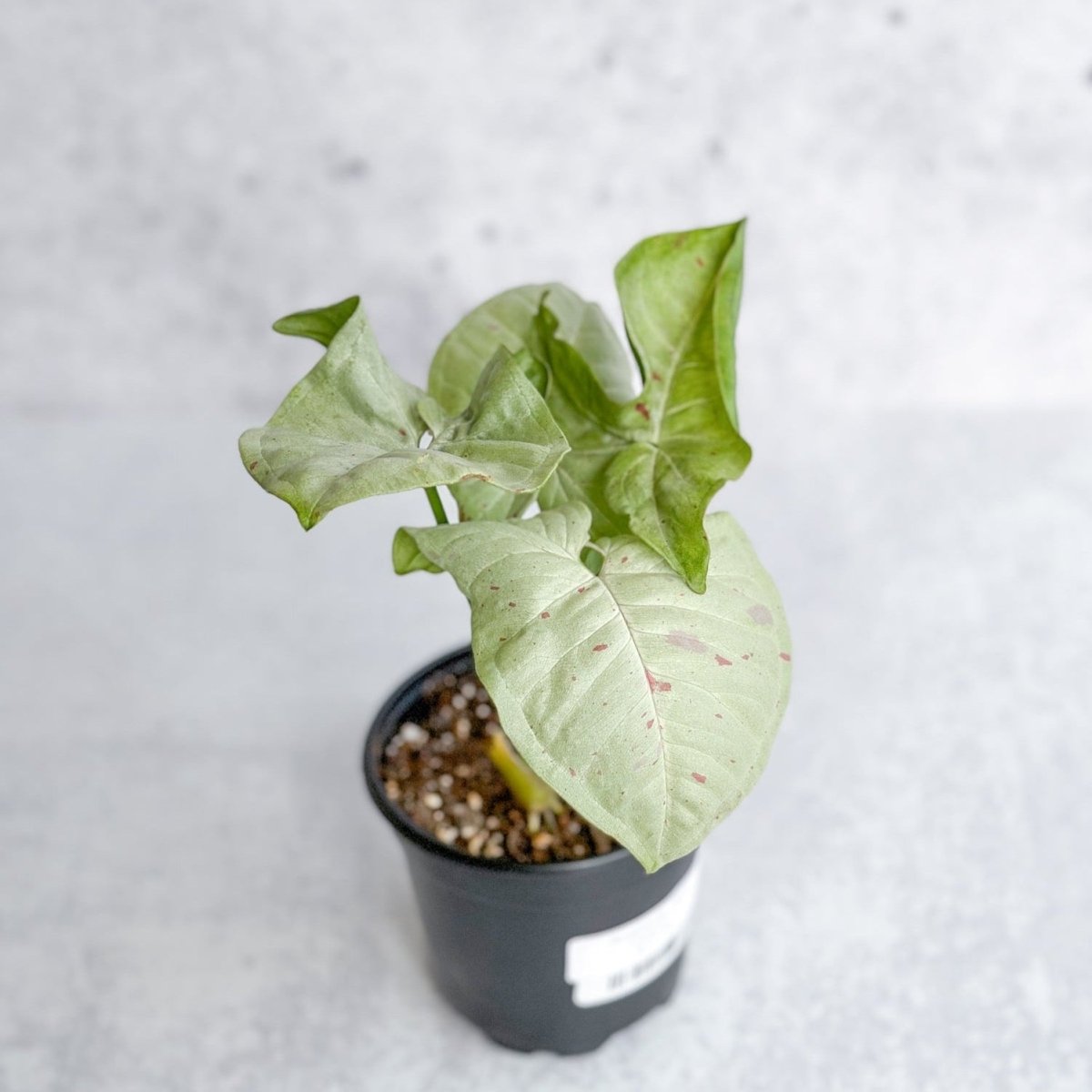 Syngonium 'Milk Confetti' - Variegated Arrowhead