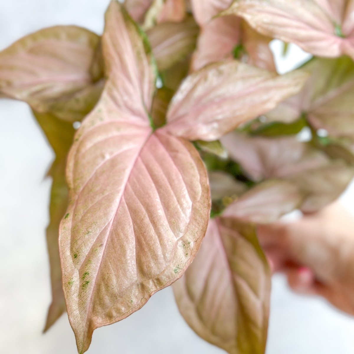 Syngonium 'Pink Perfection' - Pink Perfection Arrowhead