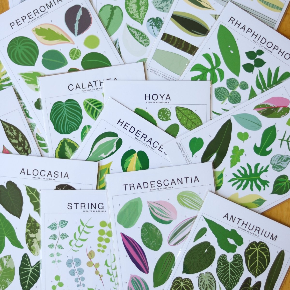 Syngonium Species ID Chart - Botanical Houseplant Art Print