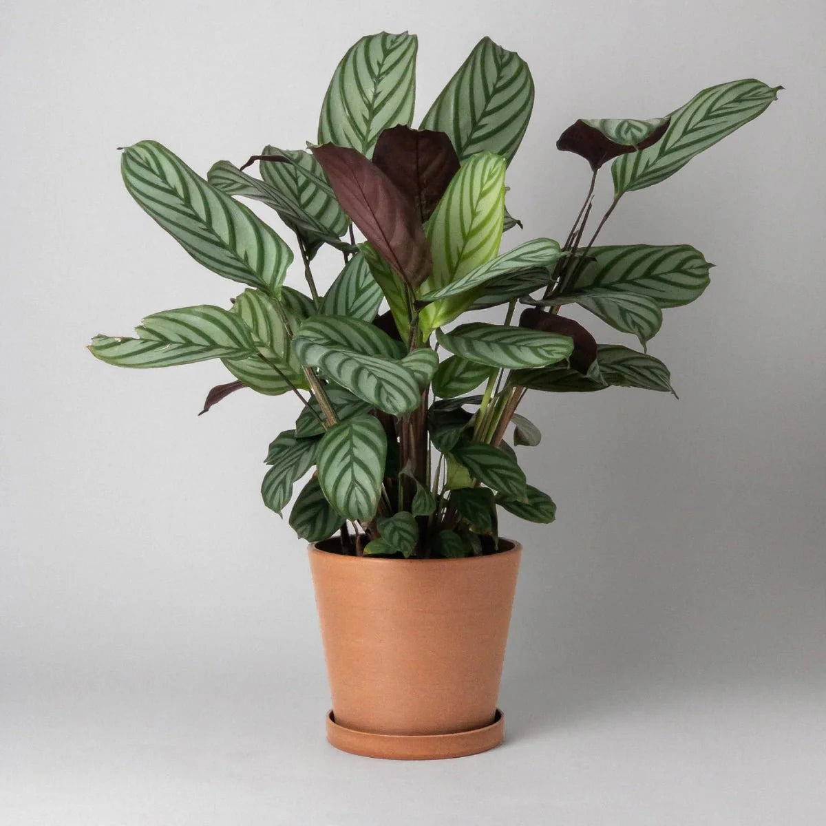 Tapered Upcycled Planter Pot & Saucer 7 Inch