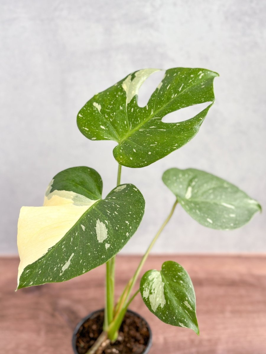 Thai Constellation Monstera - Rare Monstera