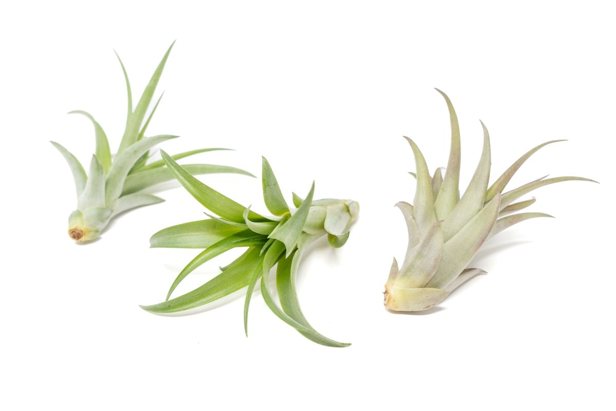 Tillandsia Abdita Brachycaulos Air Plants -Set Of 10, 20 Or 30