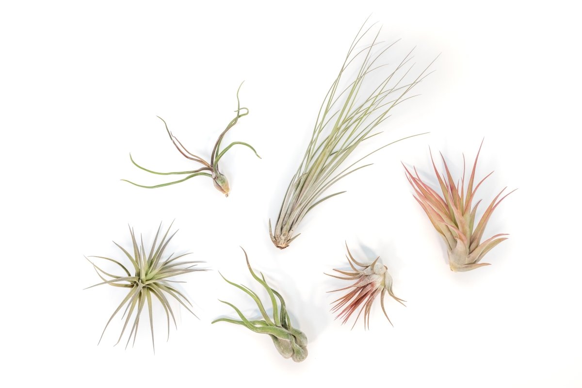 Tillandsia Air Plant Grab Bag Of 6 Plants + 1 Year Air Plant Fertilizer Pack