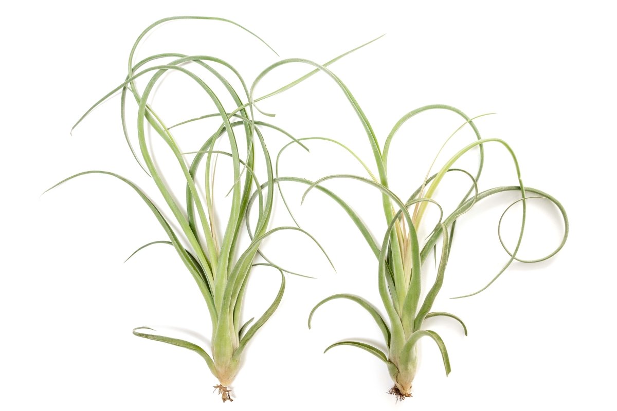 Tillandsia Curly Slim (T. Intermedia X T. Streptophylla) Air Plant