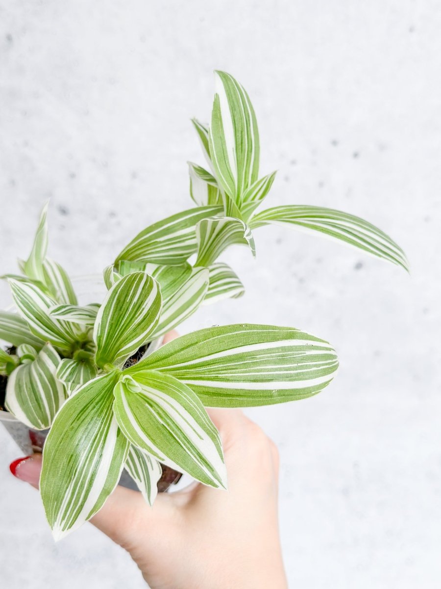 Tradescantia Blossfeldiana - Pistachio White