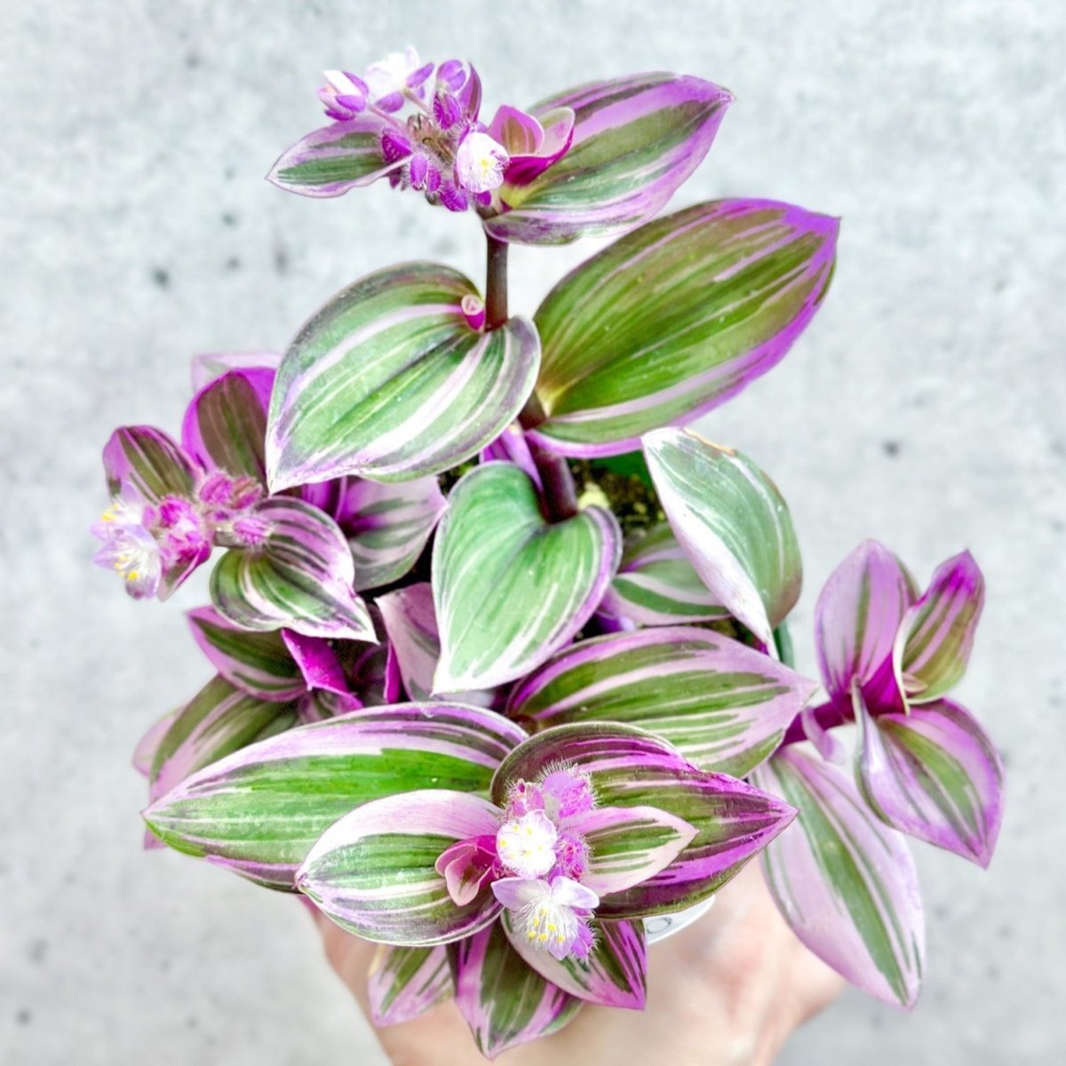 Tradescantia Bubblegum / Lilac 'Nanouk'