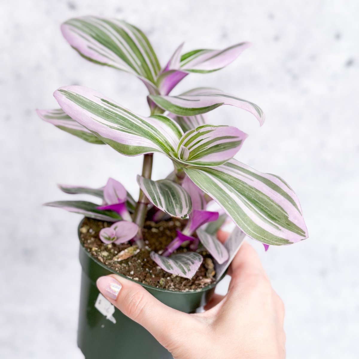 Tradescantia 'Nanouk' Bubblegum/Lilac - Hanging Basket