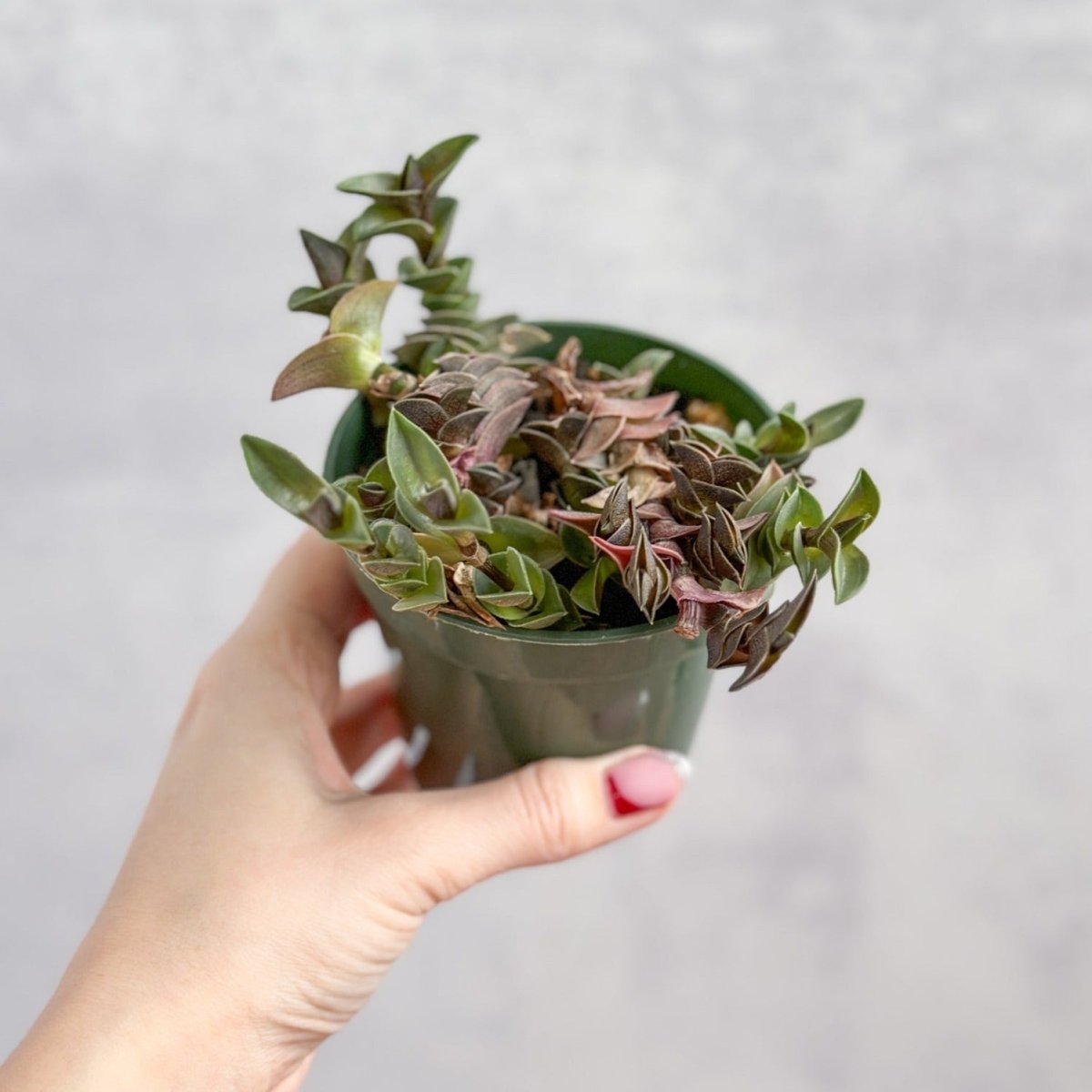 Tradescantia Navicularis - Chain Plant - 2.5 Inch