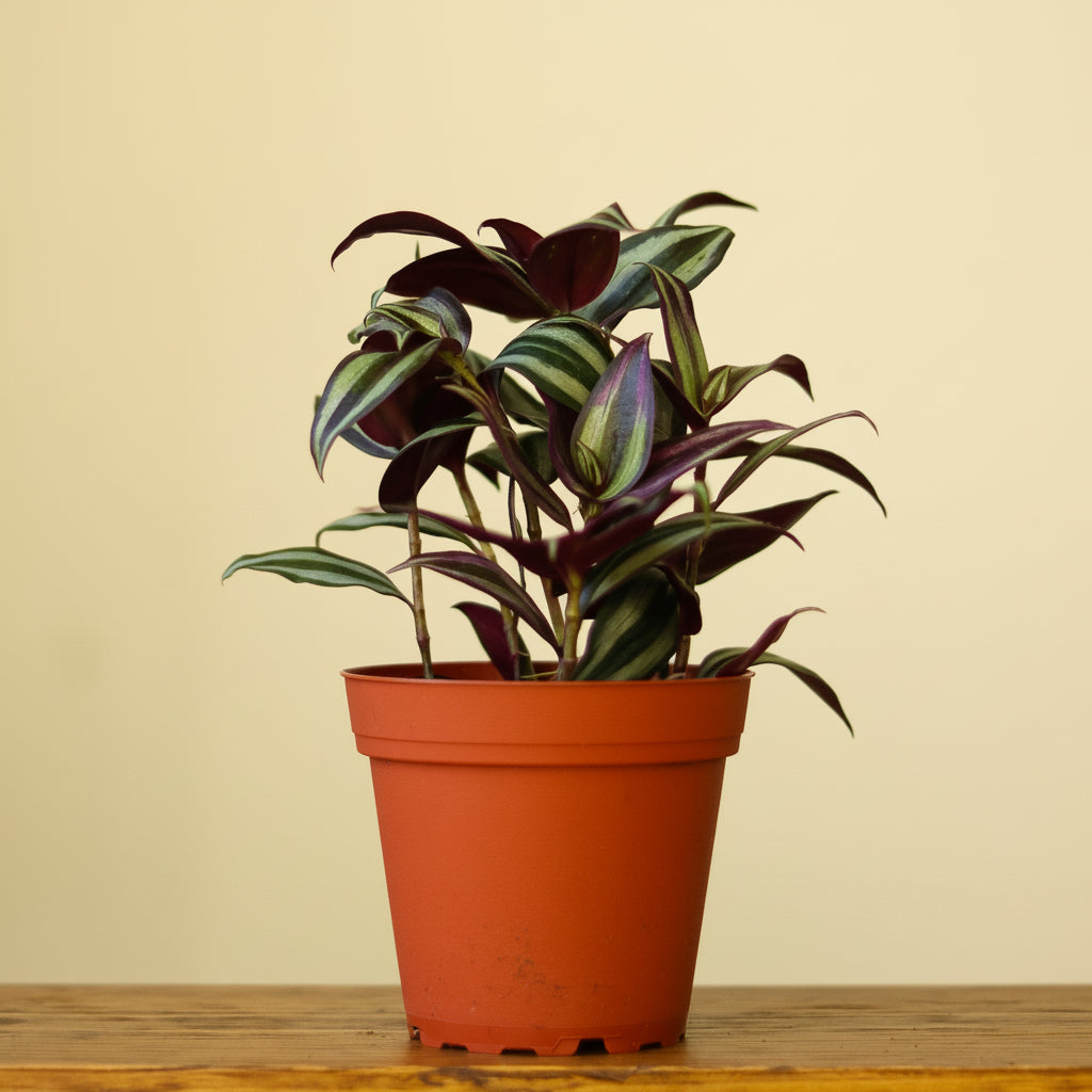 Tradescantia Zebrina 'Wandering Dude'