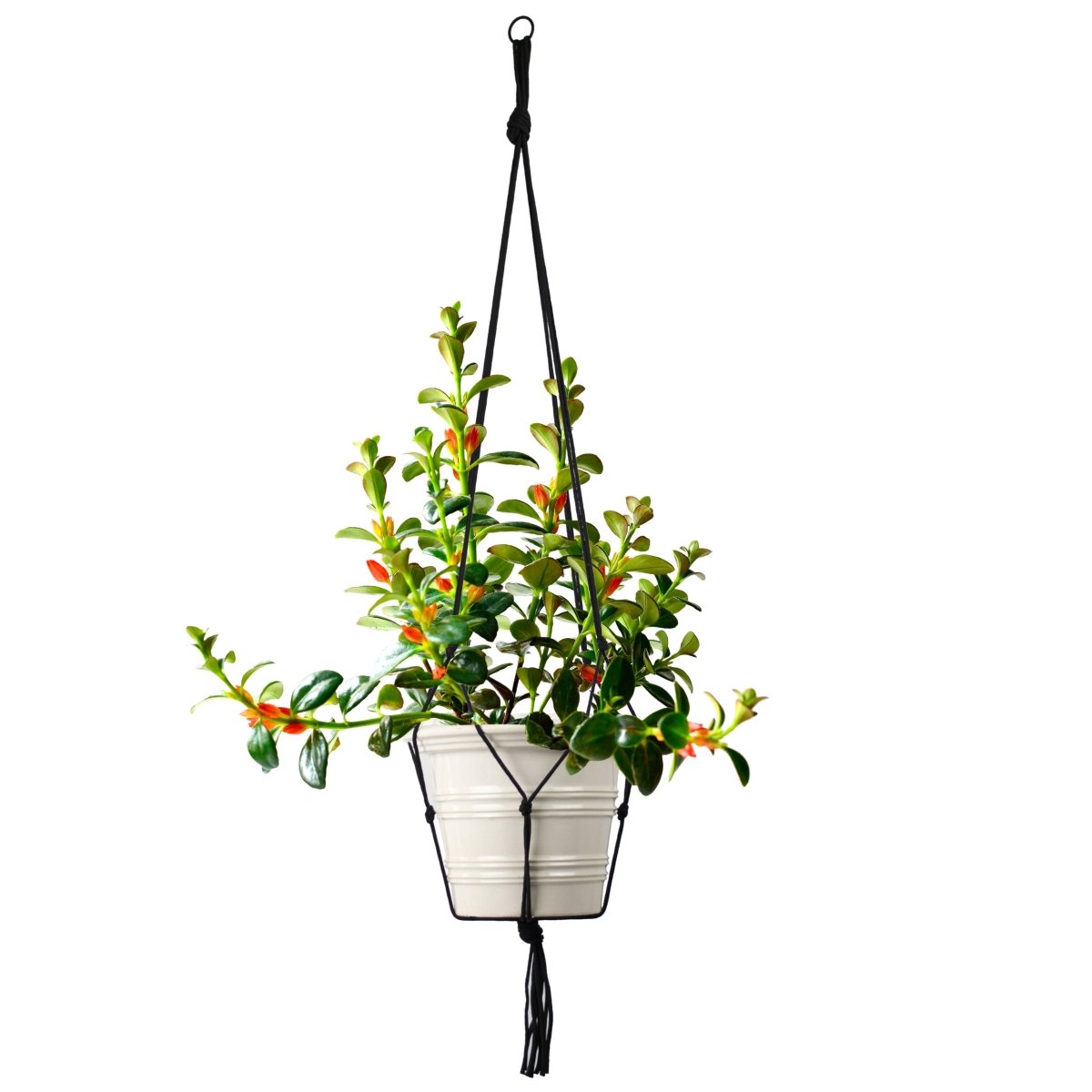 Universal Black Macramé Plant Hanger – Economical, Fits Most Pots