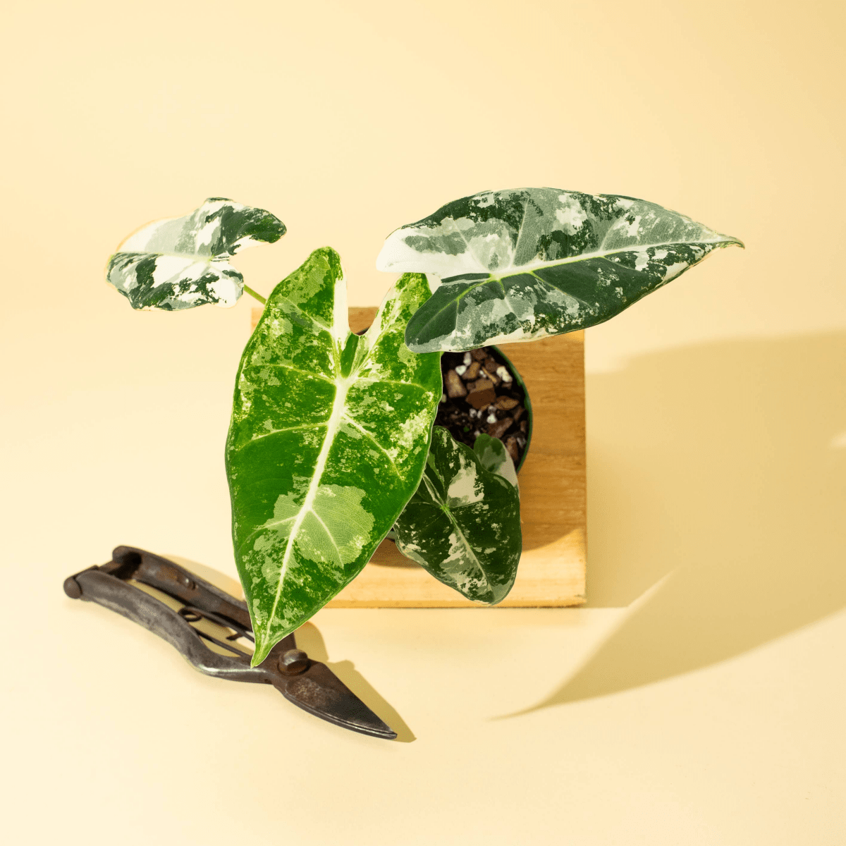 Variegated Alocasia 'Frydek' – Rare Velvet Foliage Houseplant