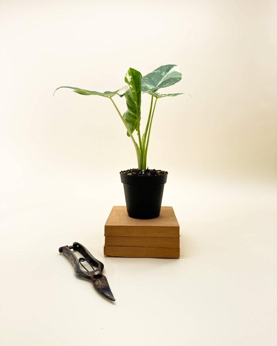 Variegated Alocasia 'Macrorrhiza' – Giant Foliage With Creamy White Marbling
